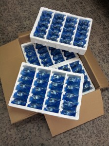 Primaluna_sanyolasers