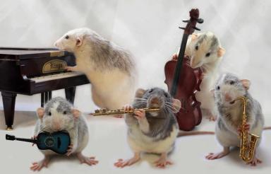 rat-band2